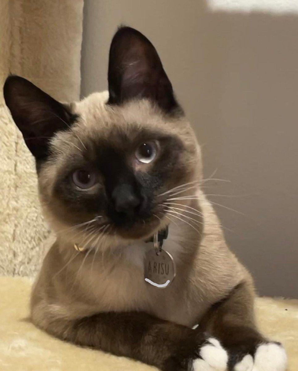 AdventureShooky's tweet photo. @sparkly_mochika His name is Arisu! He’s my pride and joy ^^ he just turned 6 months heheh https://t.co/BDeyUFlvr8