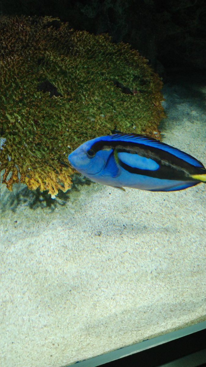 ファインディング ニモ 画像 最新情報まとめ みんなの評価 レビューが見れる ナウティスモーション ファインディング ニモ 画像 最新情報まとめ みんなの評価 レビューが見れる ナウティスモーション