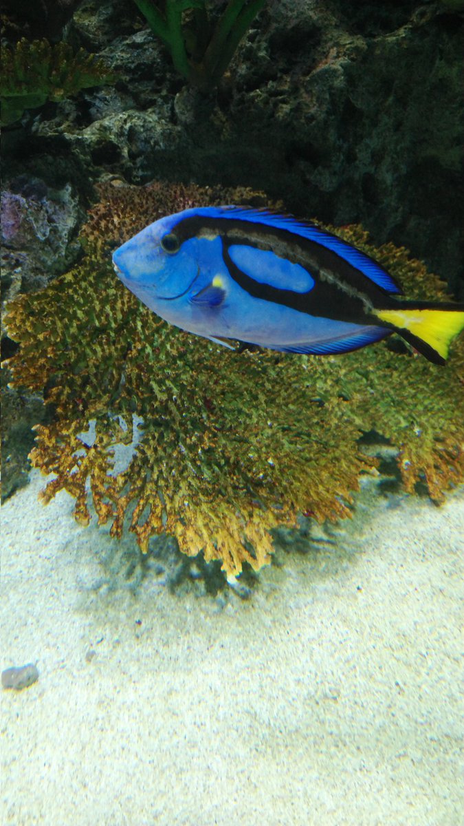 ファインディング ニモ 画像 最新情報まとめ みんなの評価 レビューが見れる ナウティスモーション ファインディング ニモ 画像 最新情報まとめ みんなの評価 レビューが見れる ナウティスモーション