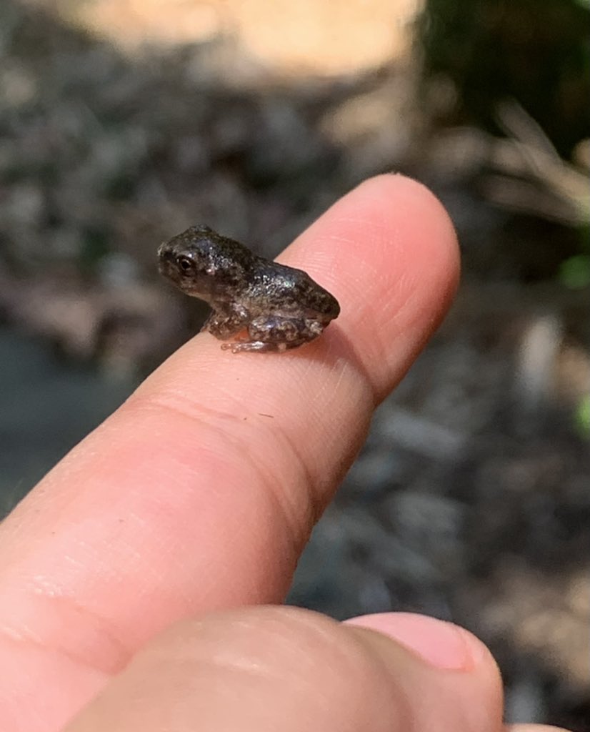 Baby Tree Frogs
