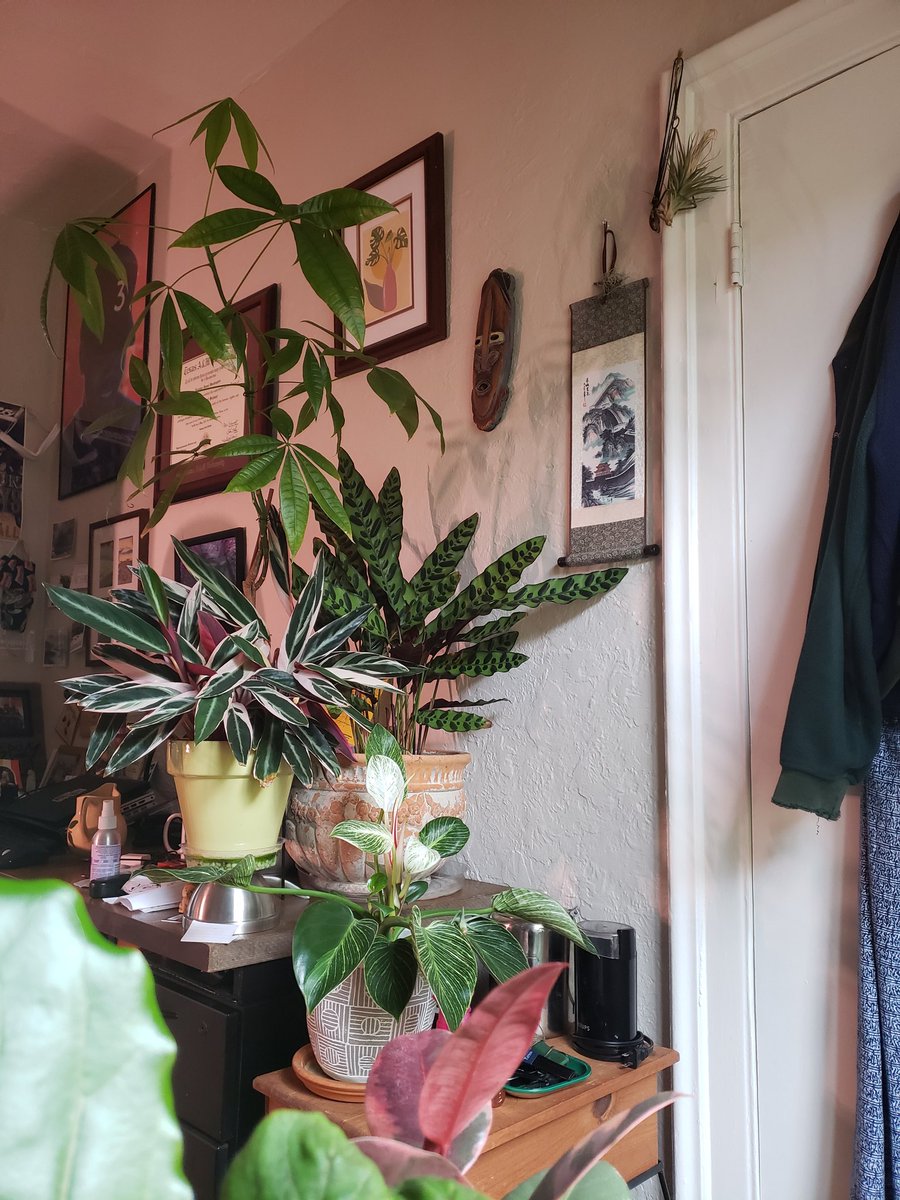 SwankyKindaGuy's tweet photo. 👀 We doing a #HousePlantTour Here's some of the fam I got spread throughout the apt. Something about the greenery helps make the place feel nicer. #IndoorBotany #BlackBotanistsWeek2021 https://t.co/ALWCAdjUv4