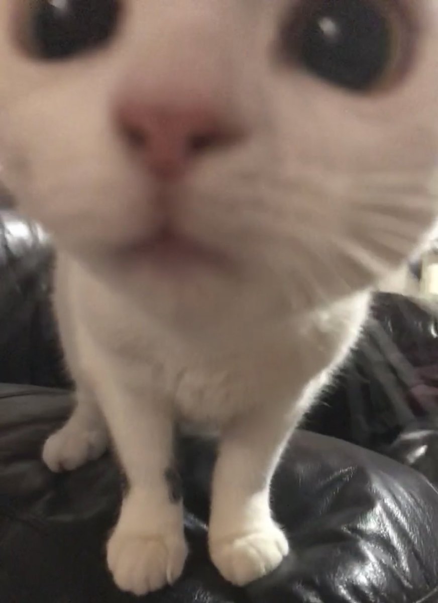 hotwiretiger's tweet photo. pov tu m’embrasses https://t.co/hRyXKVk3Ve