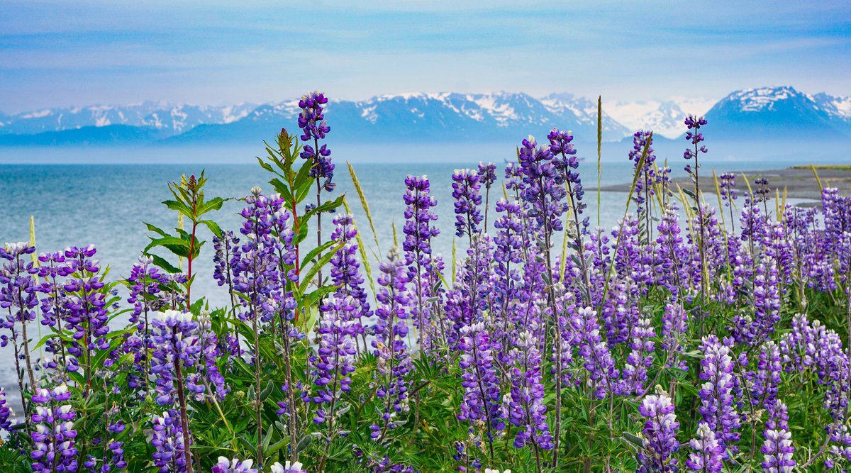Summer is blooming in Alaska...
Don't miss it in 2022!
#luxurytravel #lodge #alaska #halibutcove #homeralaska #virtuoso #travel #alaskaresort #kachemakbay #stillpointlodge