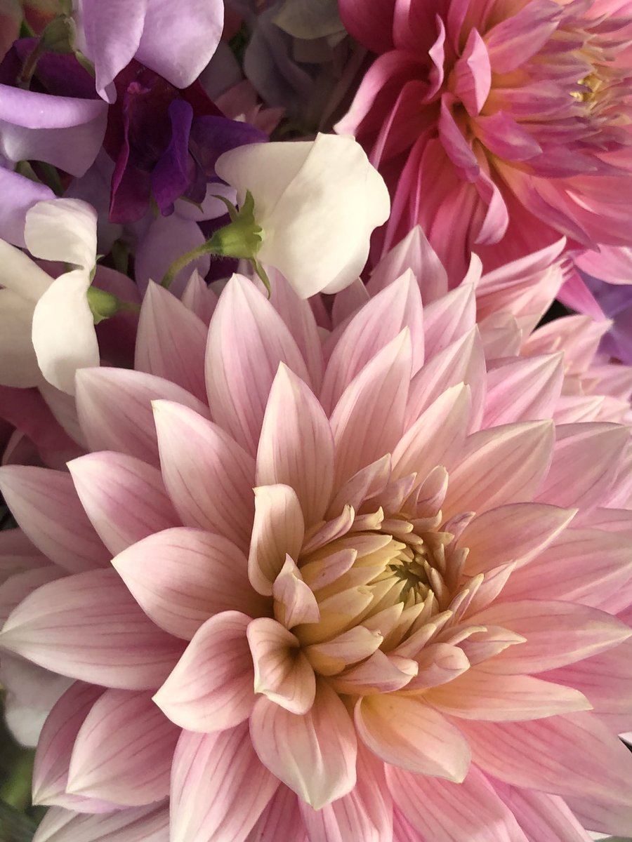 Jessica C Sovereen tweet media