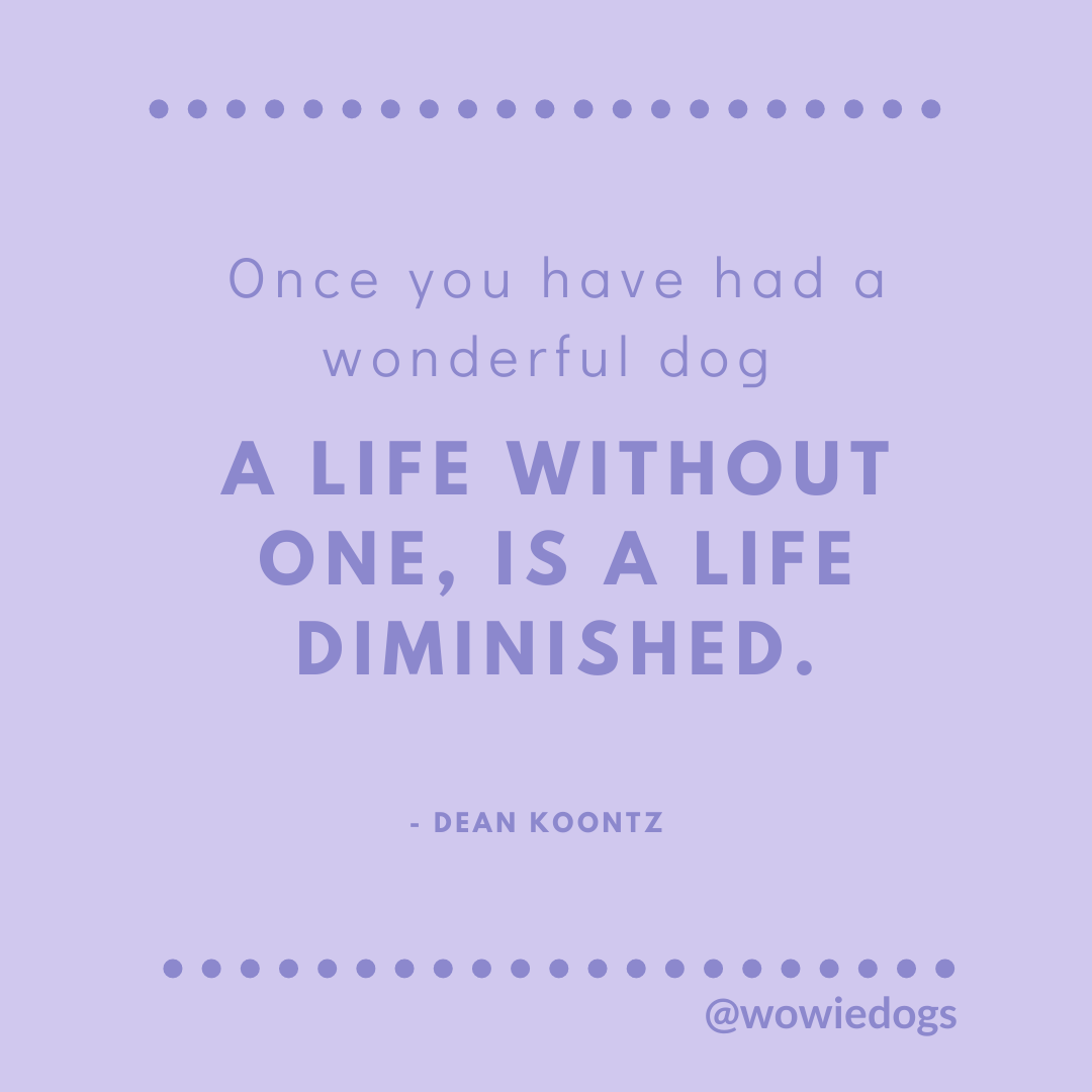 wowiedogs's tweet photo. This, is fact. π π
πΎ
#doglove #gooddog #quotes #dogquotes #quotestoliveby #dogs #wowiedogs https://t.co/SyJ2IfCJqS