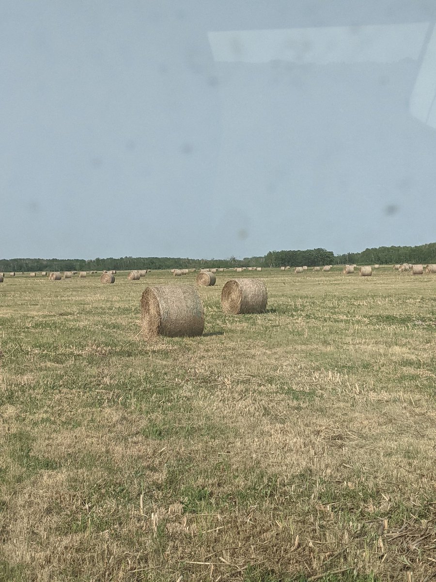 overbystockfarm's tweet photo. These cattail and swamp grass bales may not be the best feed but at least we have filler for the TMR! Pretty decent yield! #interlakecorn https://t.co/hMkGxDT03X
