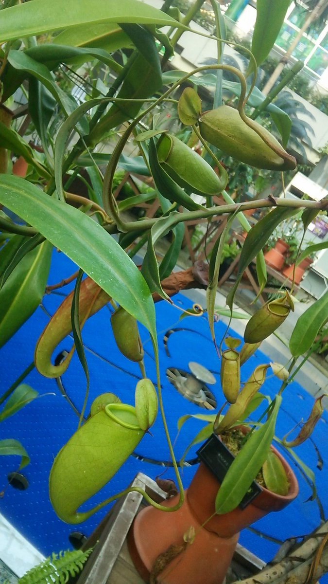 ウサギゴケ のtwitterリアルタイム検索結果 Meyou ミーユー