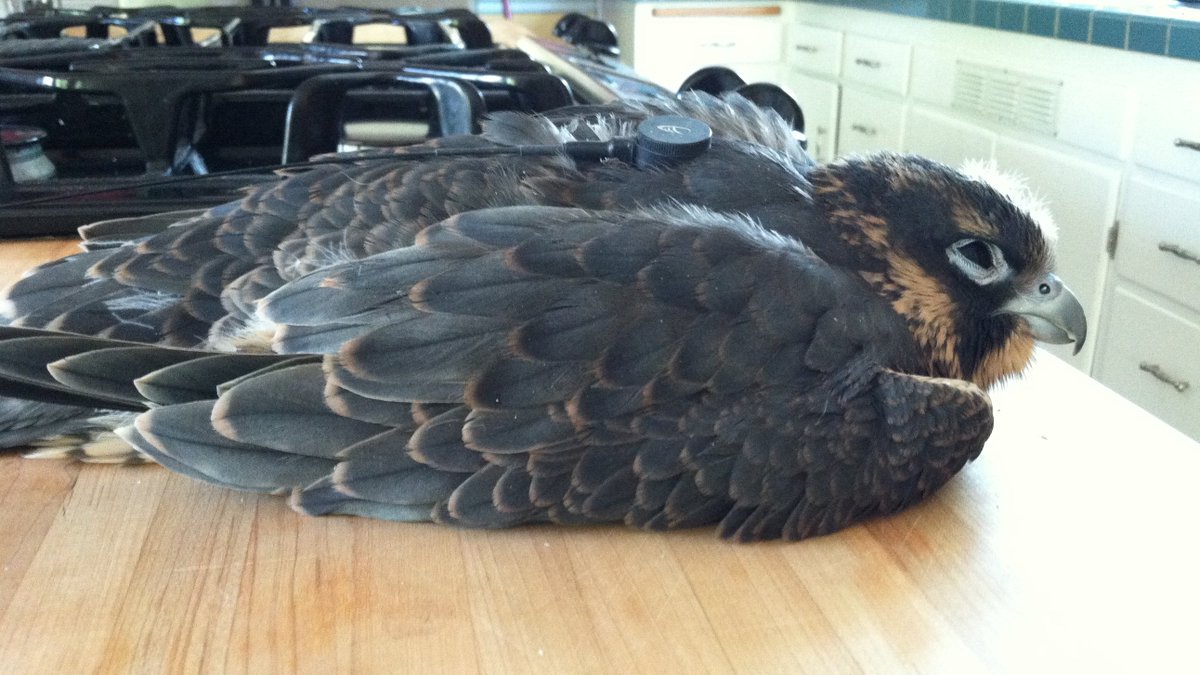 young Peregrine falcon laying flat on a kitchen counter with half closed eyes