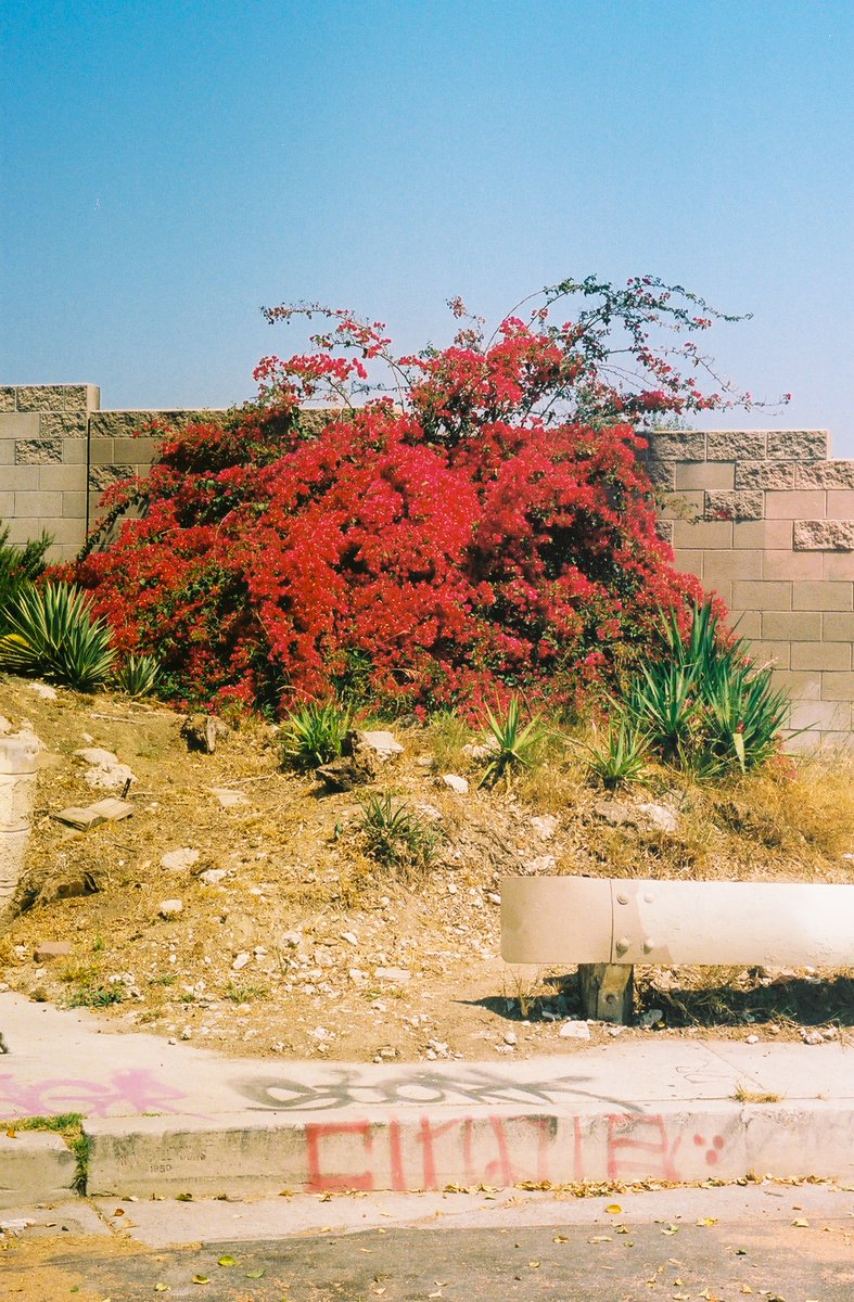 Lexis-Olivier Ray tweet media