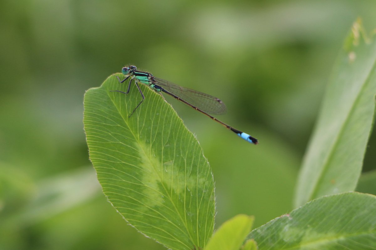 attjemeekma's tweet image. Naast vlinders en zweefvliegen zitten er ook veel juffers in de klaver. Dit is het #lantaarntje 
#blausturtsje

#insectenopdeboerderij🦋
#libellen
#boerennatuur💚
#gangbarelandbouw 🐄🌱a