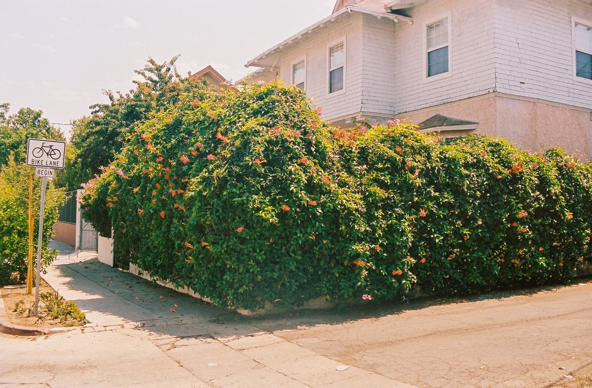 Lexis-Olivier Ray (@shoton35mm) on Twitter photo LA Times Plants (<a href="/latimesplants/">L.A. Times Plants</a>) asked me to shoot a series of 📸 and 📹 of plants in my neighborhood (Historic Filipinotown) for their IG page.
⬇️Check out the series (vids in stories) ⬇️ instagram.com/p/CR1teDrC621/
🙏🏾Follow my #35mm work on IG🙏🏾instagram.com/shoton35mm/ LA Times Plants (<a href="/latimesplants/">L.A. Times Plants</a>) asked me to shoot a series of 📸 and 📹 of plants in my neighborhood (Historic Filipinotown) for their IG page.
⬇️Check out the series (vids in stories) ⬇️ instagram.com/p/CR1teDrC621/
🙏🏾Follow my #35mm work on IG🙏🏾instagram.com/shoton35mm/