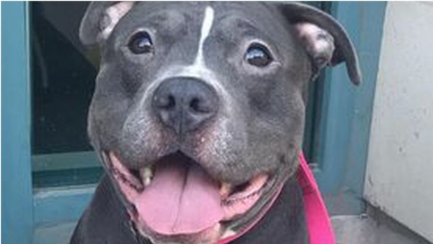 CP24's tweet image. Toronto police say man shoved woman and drove off with her dog in The Beaches cp24.com/news/toronto-p…