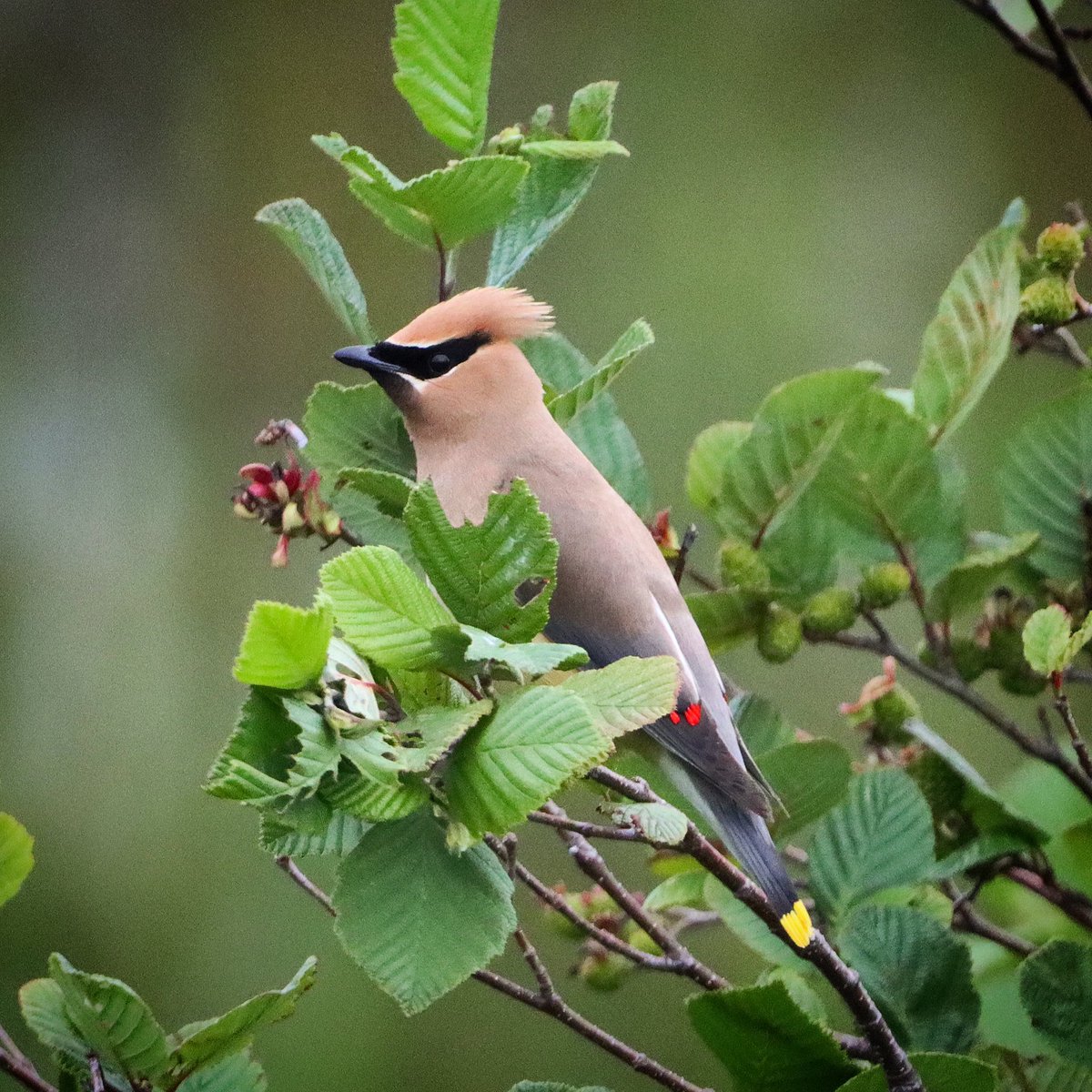 I think this is a Cedar Waxwing I just captured in our backyard. My wife spied him out. 
#birdwatching #wildlifephotography #backyard