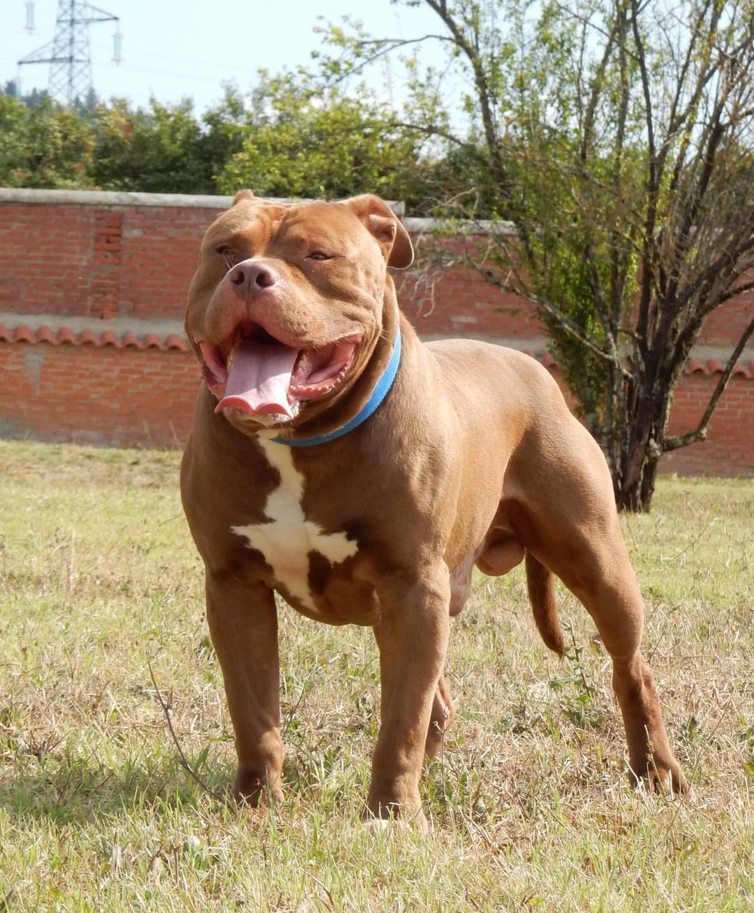 Pitbull ukc 2025