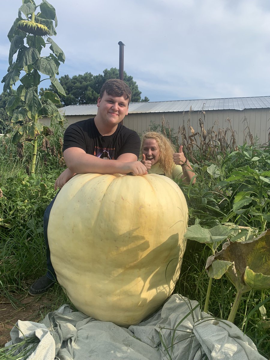 Just picked my biggest #pumpkin ever. Has to be over 300 lbs!