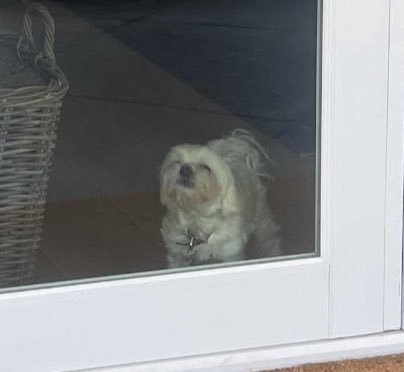 my Uber eats driver sent me this picture of him delivering my chipotle to the wrong house… but now I kinda wanna meet this stoner dog
