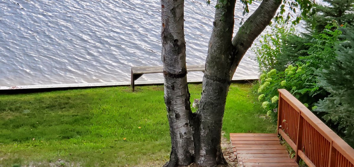 SwifferKitty's tweet photo. #FindTheKitty #CatsOfTwitter Can you Find the Kitty in this picture? Degree of difficulty.. pretty darn easy. 😺 https://t.co/IZKvk0pRet