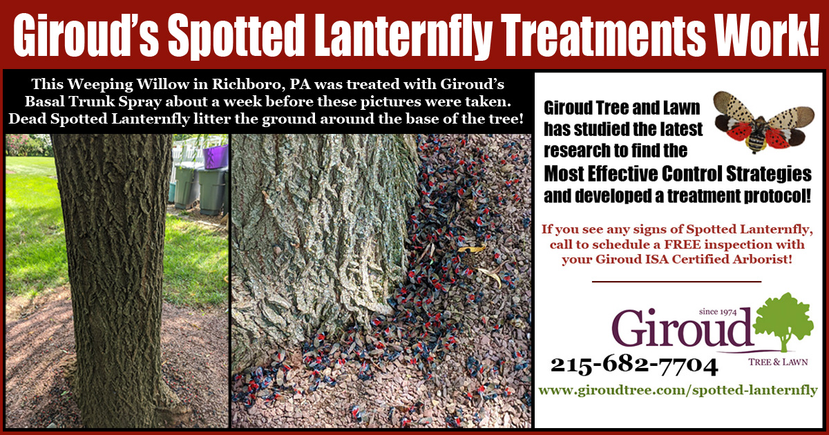 giroudtree's tweet photo. Soon, Yards will be flooded with Adult Spotted Lanternfly. Now is the time to sign up for treatments before our schedule fills up! Call 215-682-7704 for a FREE inspection with your ISA Certified Giroud Arborist #SLF #spottedlanternfly #badbug https://t.co/TVLMflWdh1