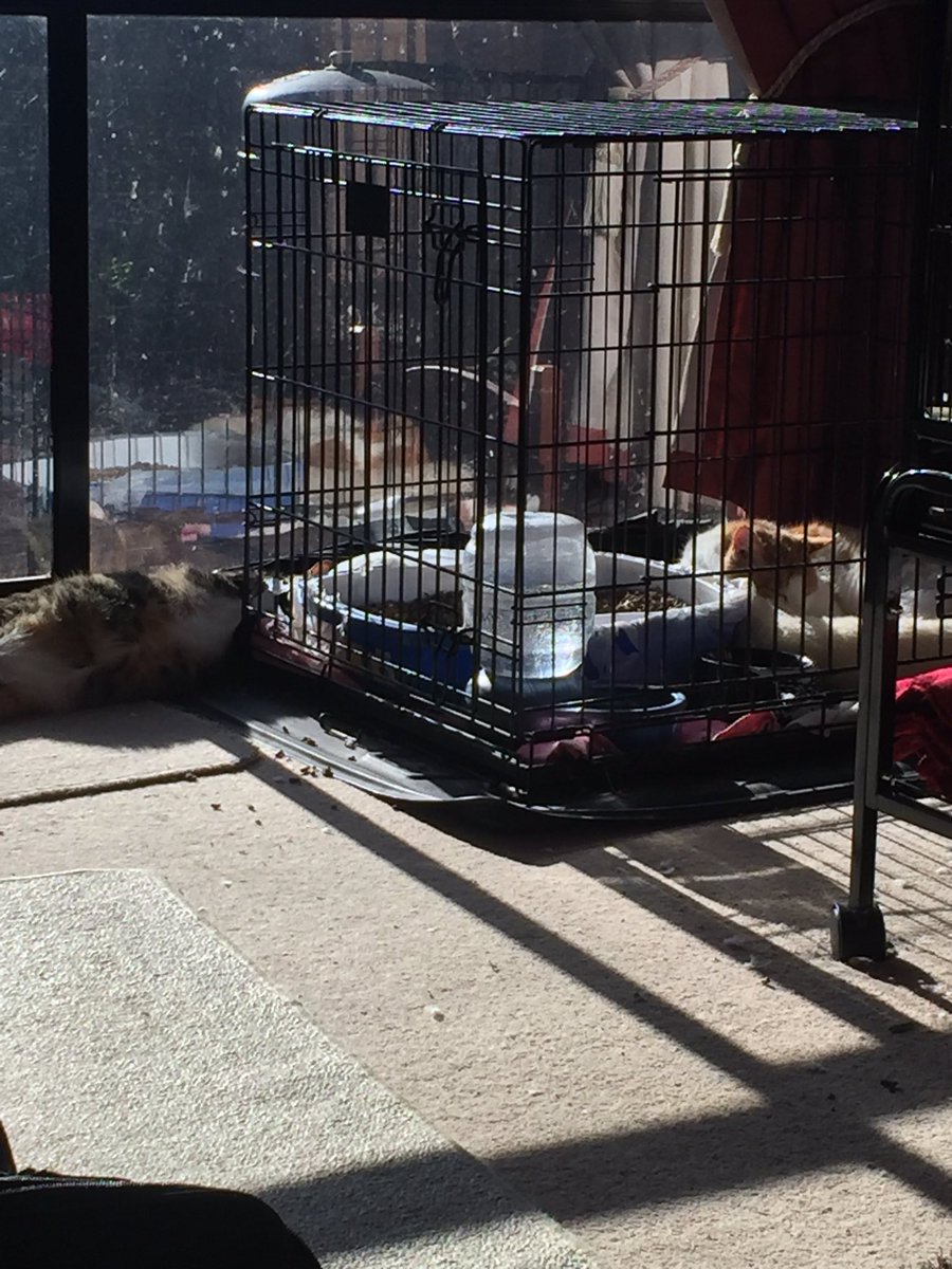 BlacklipsTed #RIPSundance tweet media