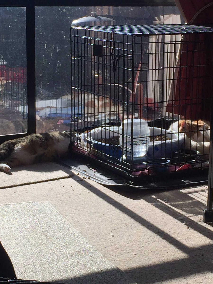 BlacklipsTed #RIPSundance tweet media