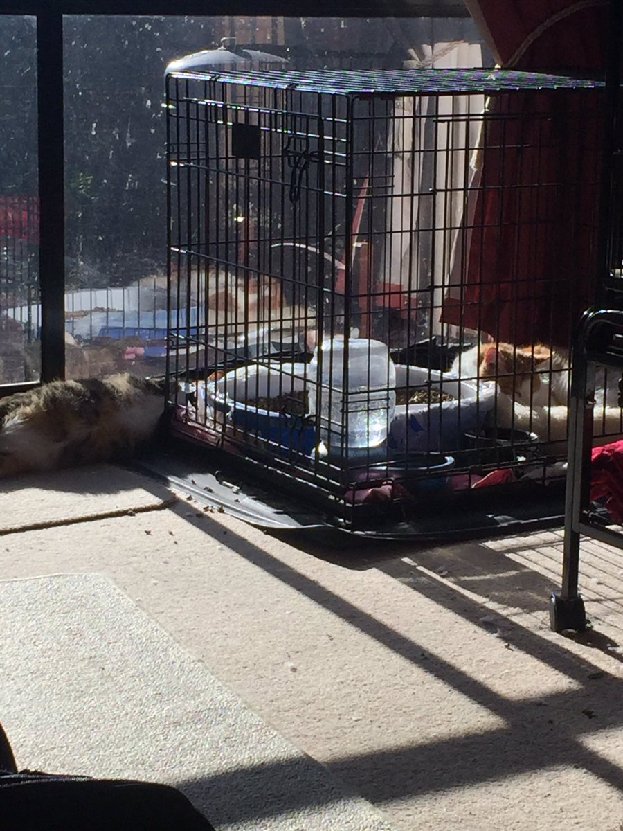 BlacklipsTed #RIPSundance tweet media