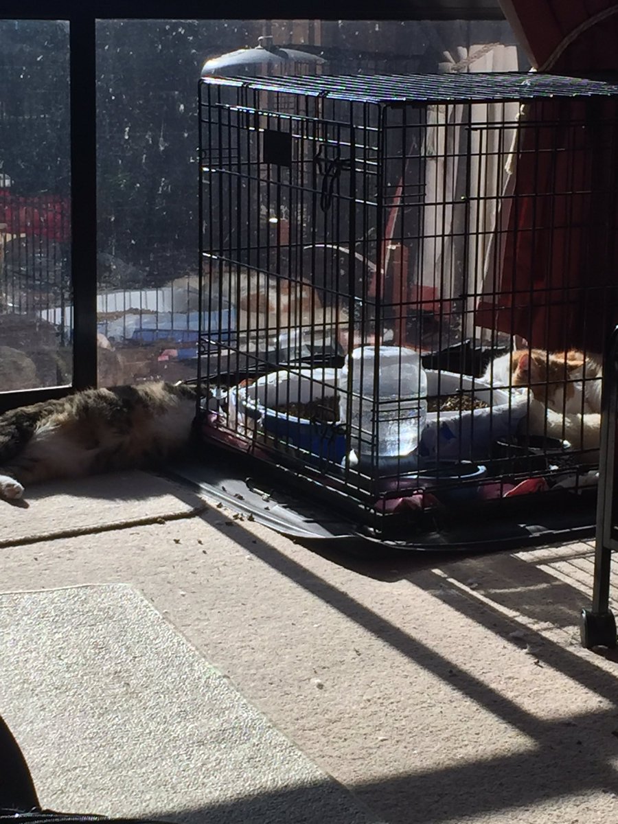 BlacklipsTed #RIPSundance tweet media