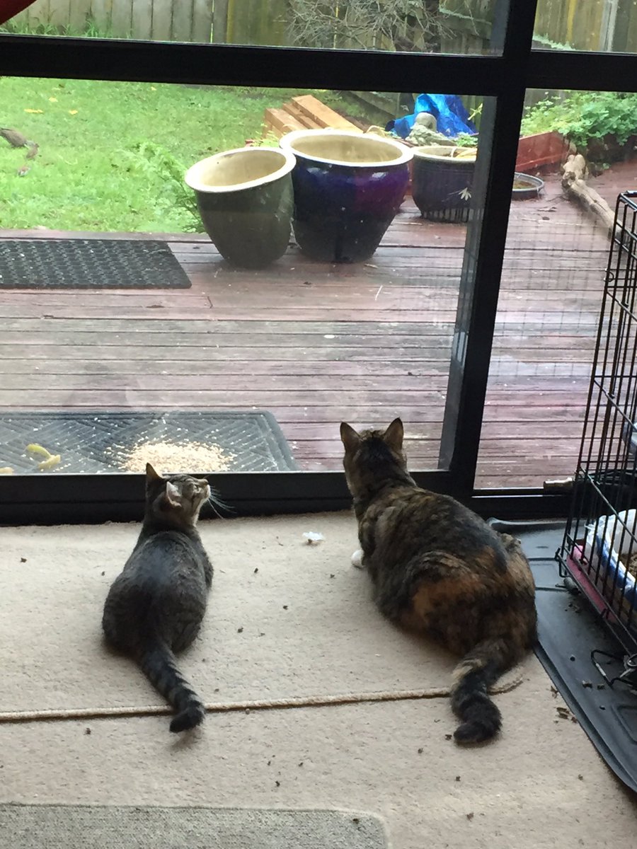 BlacklipsTed #RIPSundance tweet media