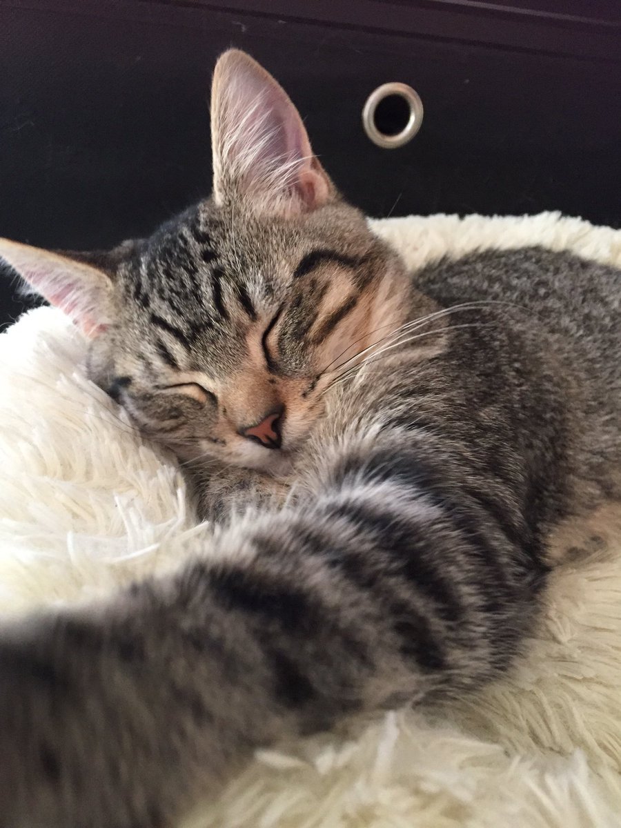 BlacklipsTed #RIPSundance tweet media