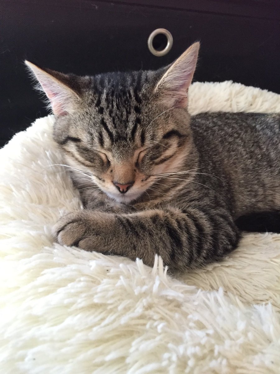 BlacklipsTed #RIPSundance tweet media