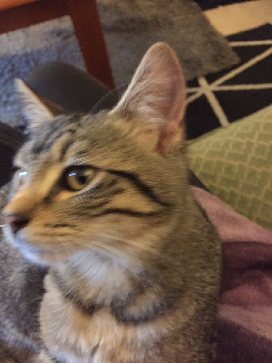 BlacklipsTed #RIPSundance tweet media