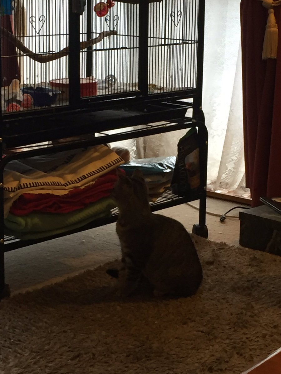 BlacklipsTed #RIPSundance tweet media