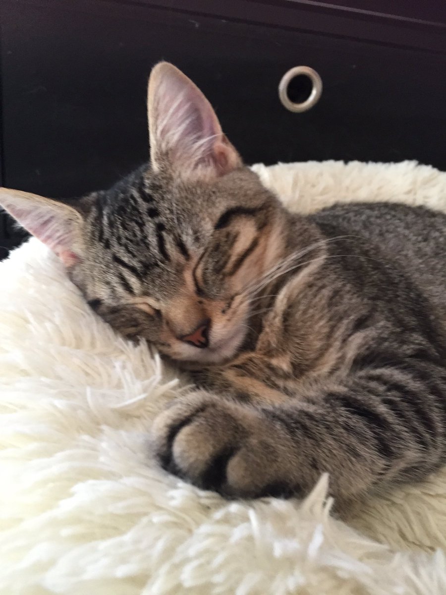 BlacklipsTed #RIPSundance tweet media