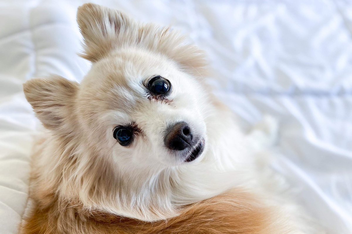 PresCharlotte's tweet image. I’m entering my fur baby (Jasper) into the PetValu calendar contest. He’ll be 15 in October! He’s my shadow, this photo was taken last year while he was ‘helping’ me with paperwork, more like distracting me with those puppy dog eyes!! #dogmom 

#PVCastingCall2021 @petvalu