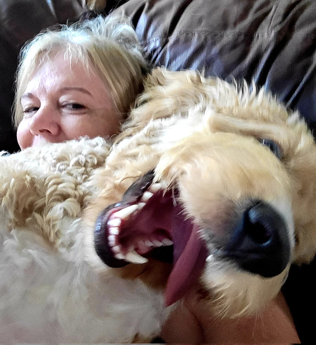 KittyCat1964's tweet photo. If I'm ever off here too long, come and search for me stuck under this ginormous labradoodle ๐ #doodlesoftwitter #ziggyjohn https://t.co/JeBa1Ev7yq