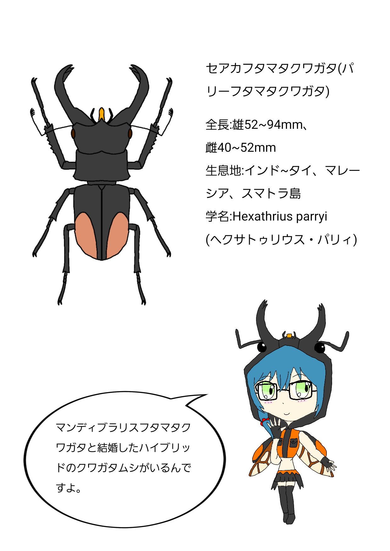 セアカフタマタクワガタ Twitter Search Twitter