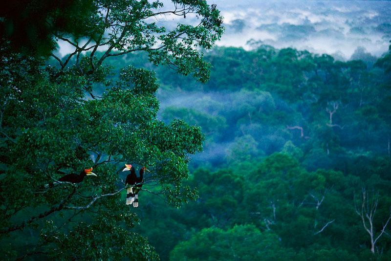 https://travel.okezone.com/read/2018/02/19/406/1861409/pohon-raksasa-ditemukan-di-hutan-kalimantan-selatan-besarnya-luar-biasa
https://geotimes.id/opini/deforestasi-merusak-hutan-kalimantan/