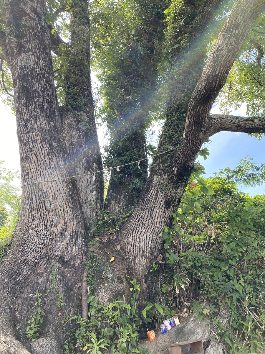 tys915's tweet photo. 大盛のぞみさんのマンガでサムハラ神社というパワースポットの存在を知り、興味がわいたのと行けそうな距離だということで岡山県へ。
写真の虹の光は場所を移動しても入ってくる。
奥の宮ではよく見ると宮と台座の隙間に青の発光体が。最初の数枚には無い。
久々に不思議な体験でした。 https://t.co/VguB6p6z5j