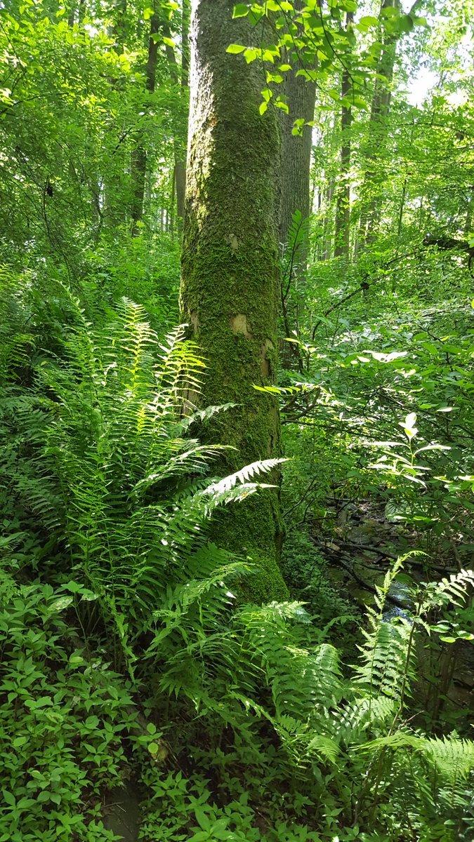 madthrush's tweet photo. @DocHPJones When most people think of Delaware they probably don't imagine deep mossy ravines. So here you go :)
#FieldOfficePhoto https://t.co/Cq5upwbaxH