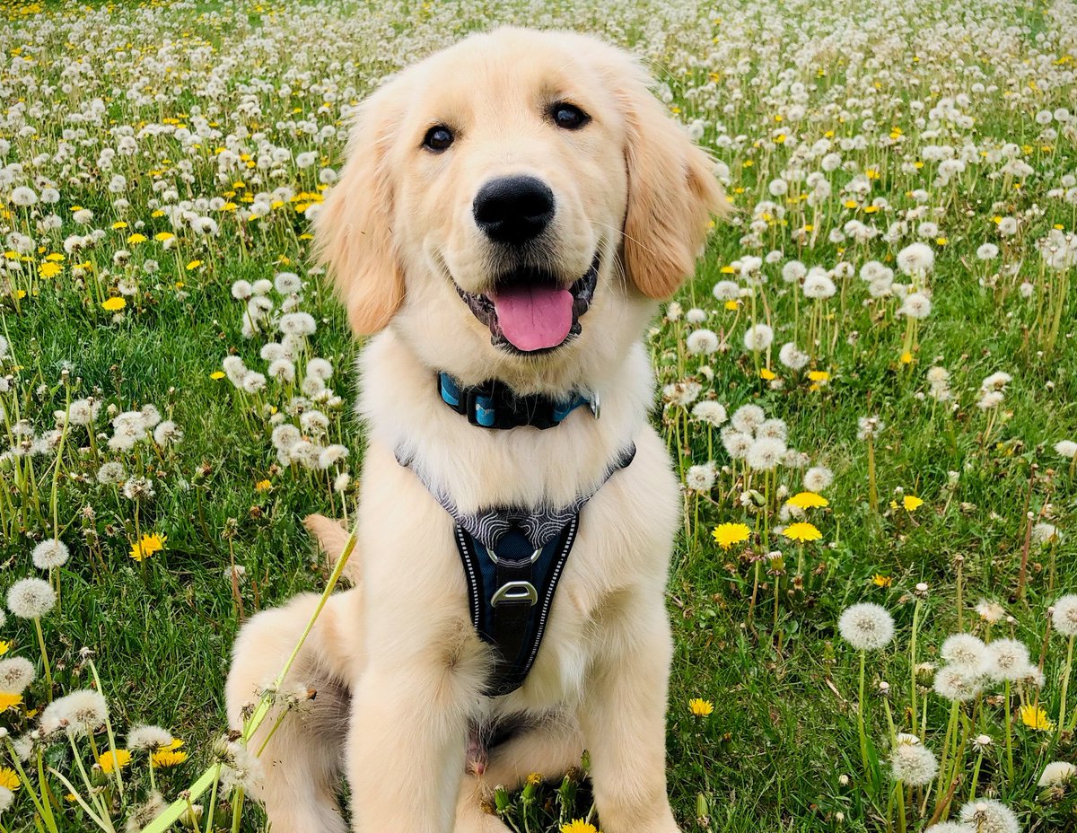 anna_marketing's tweet image. Mellow yellow - this face makes your ❤️ sing on the hardest day #PVCastingCall2021 ⁦@petvalu⁩