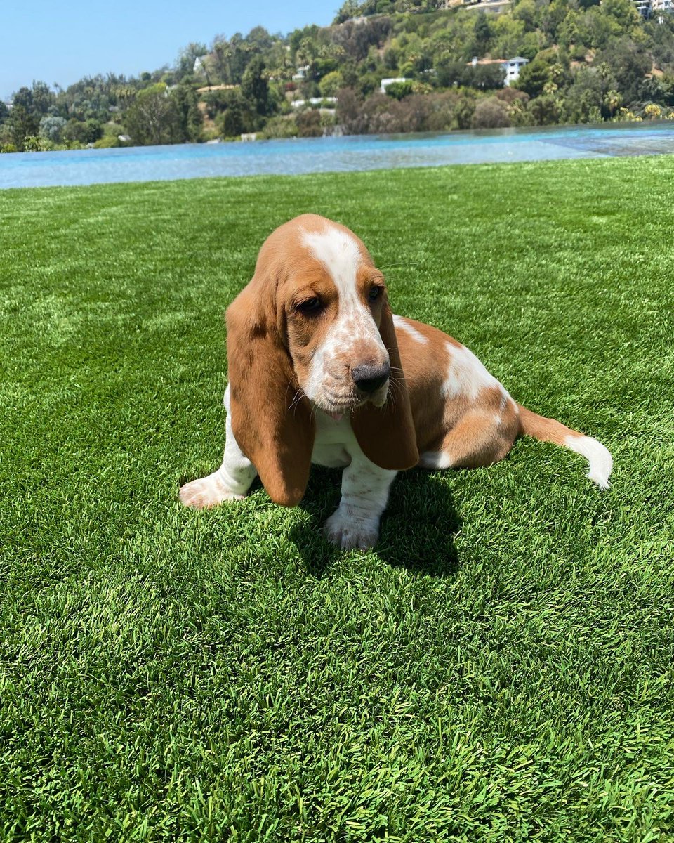 johnlegend's tweet photo. Meet our newest family member Pearl! 🐶❤️ https://t.co/AmQfNANN88