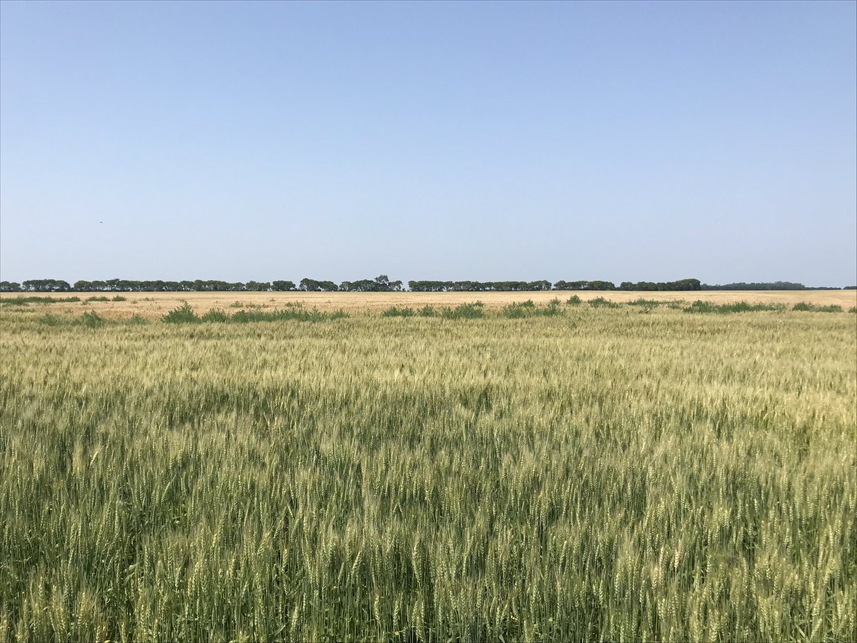 JDGaultier's tweet photo. Pre-harvest #cropquestion rolling in. Here’s some tips to maximize Heat LQ + glyphosate applications:
-Use all the Merge
-Apply in 10+ GPA w/ medium spray quality
-Spray from 9:00 am to 5:00 pm on a warm sunny day
-Time it right: https://t.co/7ezJMlNvnC
@BASFAgSolutions https://t.co/wpxSMwcJWO