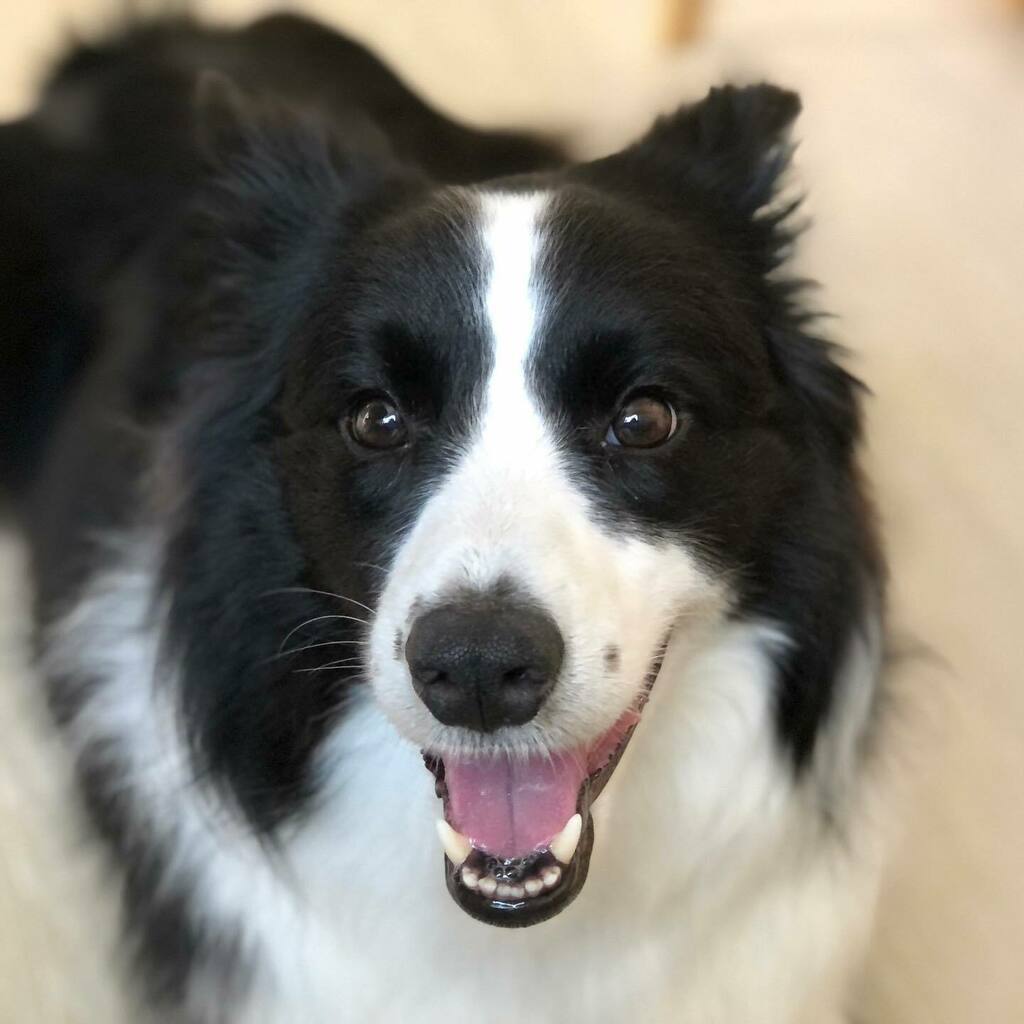 ボーダーコリー ロイ Khack1981 Twitter ボーダーコリー ロイ Khack1981 Twitter