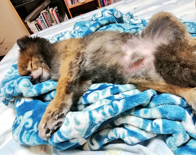 毛布独占されるし… 