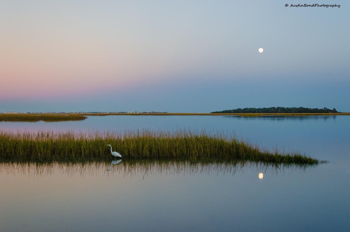 MurrellsInletPh's tweet image. Murrells Inlet, SC