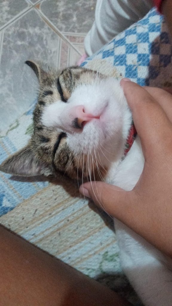 maria_antoniia_'s tweet photo. Urgente! 
Esse bebê acabou de ser devolvido. Preciso ir buscá-lo, o táxi dog me cobrou de 80-90 reais. 
Hospedagem 300
Hemograma 60 
Pix nogueiraantonia13@gmail.com https://t.co/Cf3SUjVYvk
