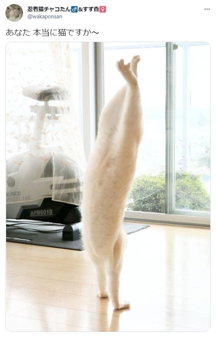 逆立ちのtwitterイラスト検索結果 古い順