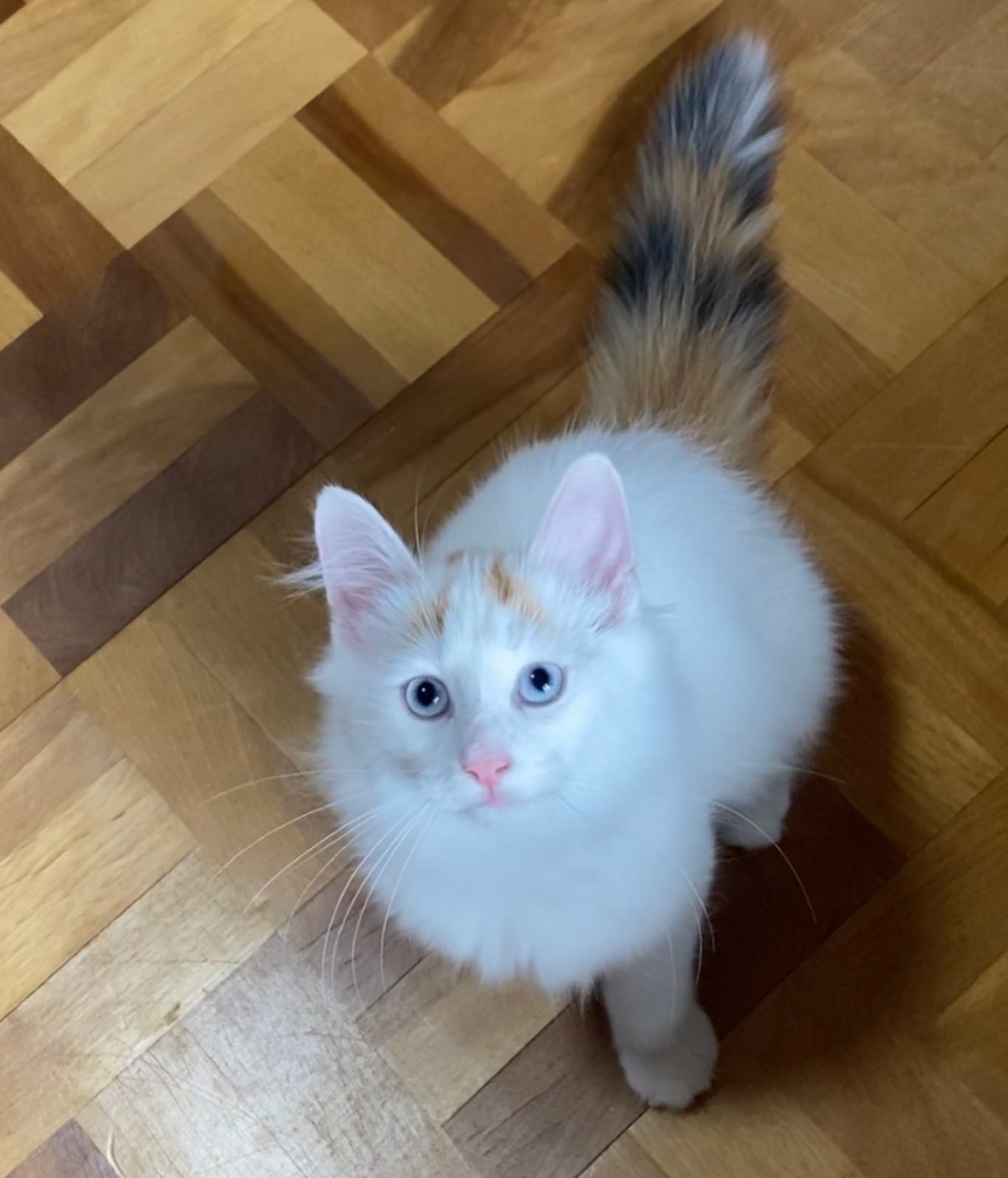 Honokuni すみれ ご予約承り中 どんなルピちゃんも 可愛いよ Honokuni ノルウェージャンフォレストキャット かわいい子猫 猫との生活 猫ライフ ノルウェーの森 ノルウェージャンフォレストキャットのブリーダー Nfc Tica登録