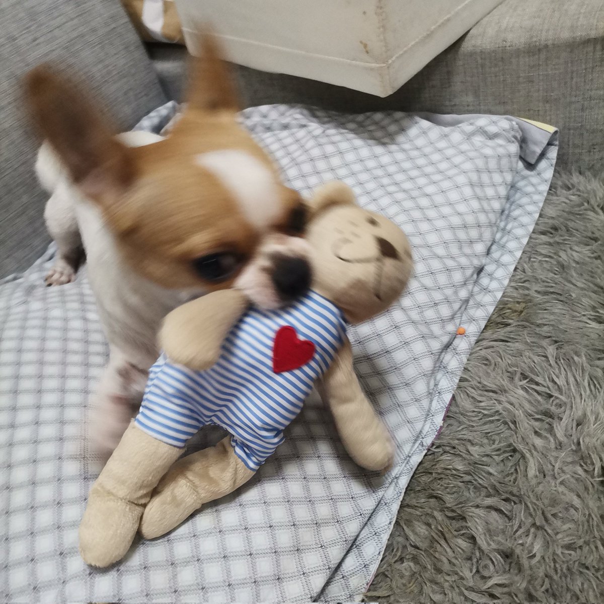 大谷翔平 Ohtani Shohei I Just Tried To Touch The Toy 大谷翔平 Ohtani Shohei I Just Tried To Touch The Toy