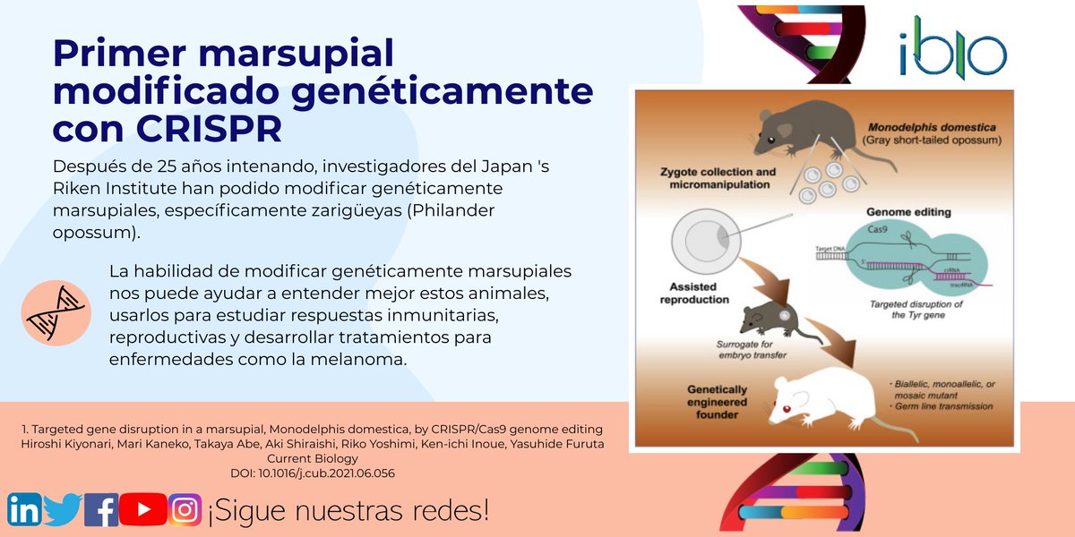 IbioRevista's tweet photo. Por los últimos 25 años se había intentado modificar genéticamente estos mamíferos, los cuales nacen prematuramente y terminan de desarrollarse al interior de la bolsa marsupial (marsupio). https://t.co/096GhTttPo