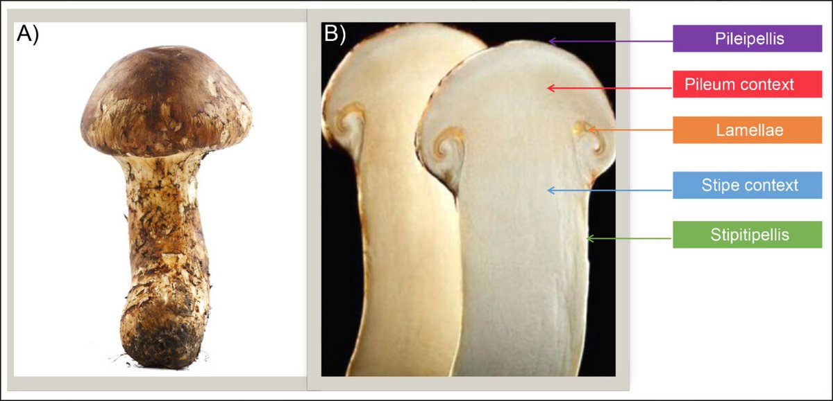 JoF_MDPI's tweet image. “Distinct #Compartmentalization of #Microbial Community and Potential Metabolic Function in the Fruiting Body of #𝘛𝘳𝘪𝘤𝘩𝘰𝘭𝘰𝘮𝘢 𝘮𝘢𝘵𝘴𝘶𝘵𝘢𝘬𝘦” From Dr. Liu et al.

Full paper: mdpi.com/2309-608X/7/8/…